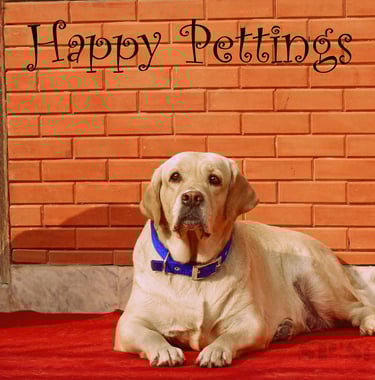 Dog Boarding, Dog Boarding near me, Pet Boarding, Pet Boarding near me, Dog Care, Happy Pettings