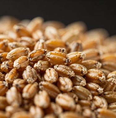 A macro shot of organic feed grain, emphasizing texture and purity. The grains are lit with warm gold tones against a pitch black background, suggesting quality and precision in feed management.