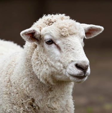 A macro photograph of premium wool texture from a Dorper lamb, highlighting the pure white fibers and natural quality. The lighting is soft and elegant, with deep brown shadows in the background.