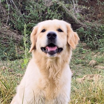 Un chien de race golden retriever assis dans l'herbe avec une butte de terre dans le fond