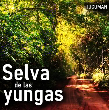 a dirt road with a dirt road and trees