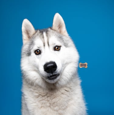 Photographe canin, chien, lancer de croquette