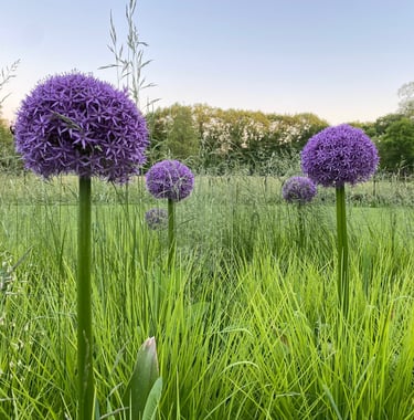 sierui en siergras in de border
