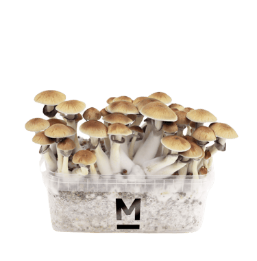 Magic Shrooms Malta