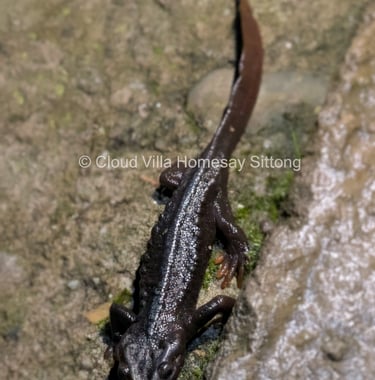 Salamander at Cloud Villa Homestay Sittong
