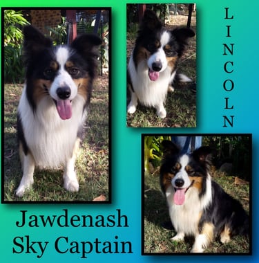 tri black stud dog  border collie