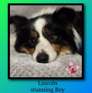 tri black stud dog  border collie