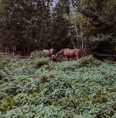 chevaux prairie