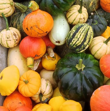 Sękiewiczówka - agroturystyka małopolska - gospodarstwo agroturystyczne dla dzieci