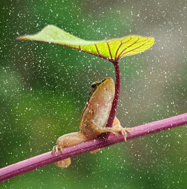 frog under a leaf in the rain