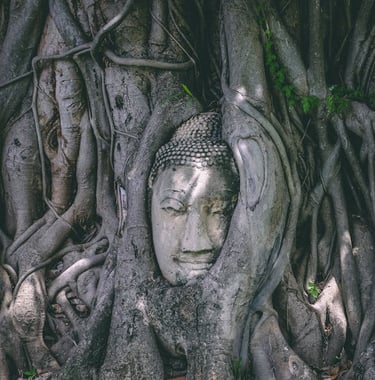 a buddha statue in a tree trunk trunk in a tree