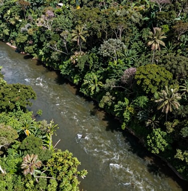 An aerial view of a restored riverbank in the South American / Colombian Catatumbo region, showing healthy dark forest green vegetation and clean flowing water under natural sunlight.