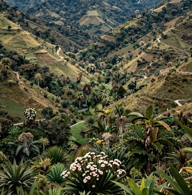 A panoramic view of a lush South American / Colombian valley in Catatumbo, where conservation efforts have preserved a diverse ecosystem of plants and flowers in Sage Green and Earthy Sand tones.
