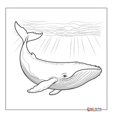 simple whale line art coloring page
