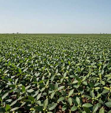 Wide, high-resolution shot of a vibrant green soybean plantation under a clear sky. The focus is on the health and density of the crop, symbolizing growth and high-performance agricultural production in Brazil.