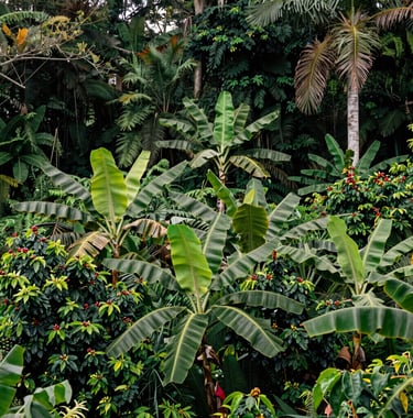 A thriving agroforestry plot in Brazil, showing layers of diverse tropical vegetation like banana trees and coffee shrubs under a lush forest canopy. Soft dappled sunlight. Brazilian nature for European expatriates. Colors: dark green, light green.