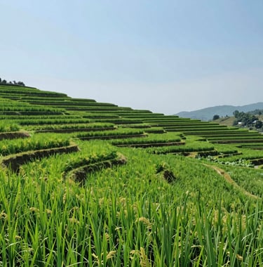 A wide shot of lush green terraced rice fields under a clear blue sky. The vibrant greens (#5C7C54) and sage tones (#A8B59F) represent the agricultural heart of the community. Serene and empowering landscape.