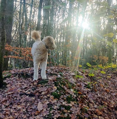 a dog standing on a pile of leaves