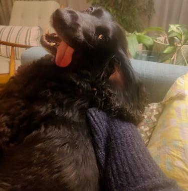 a dog is sitting on a couch with his tongue out