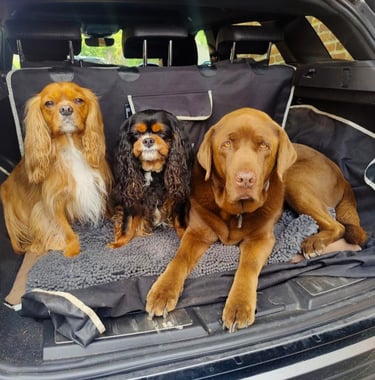 three dogs sitting in the back of a car