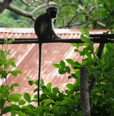 A vervet monkey sitting on a fence with a long dangling tail