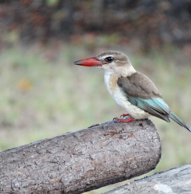 Colourful African kingfisher
