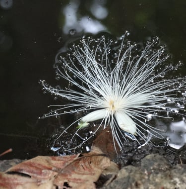 A delicate seed pod with lots of filaments which looks like the tree spirits in the film Avatar, Hippo Pools, Tanzania