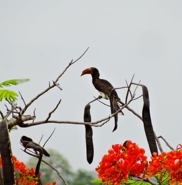 A Hornbill in a Flambouyance tree with bright red flowers and long seed pods
