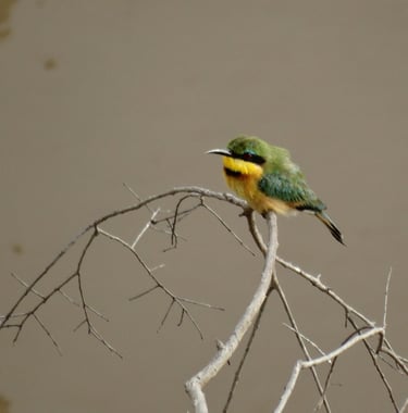 African green bee eater sitting on a branch