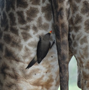 An oxpecker picks bugs off from a giraffes bottom