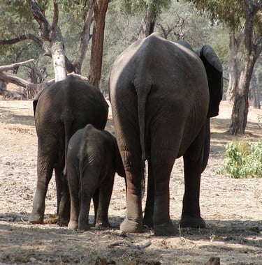 A family of elephants, mum and two calves walking away