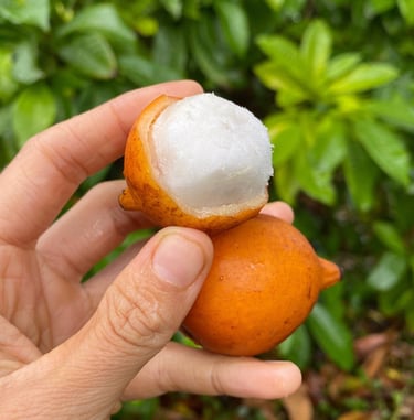 Achacha fruit, peeled and unpeeled, in a person's hand