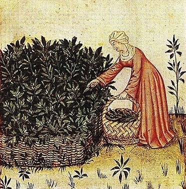 Plate from the 15th century Tacuinum Sanitatis - Woman in red medieval dress gathering sage