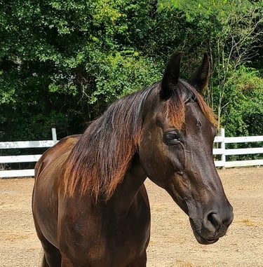 Health Vibes - horses can heal stress, a common human problem