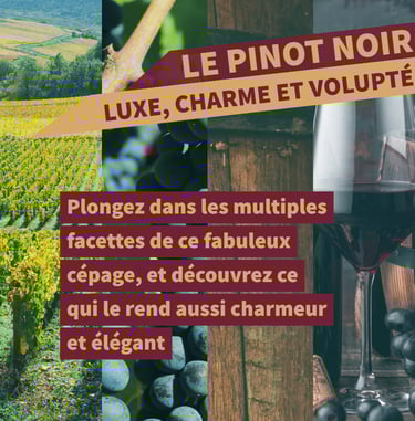 cours oenologie pinot noir bourgogne