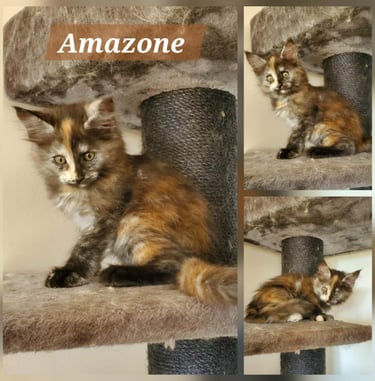 femelle maine coon black tortie smoke
