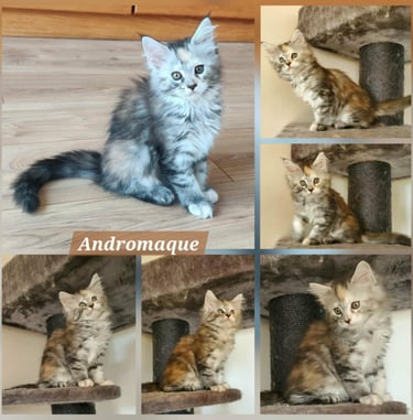Black Silver Blotched Tortie Tabby