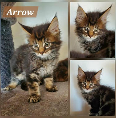 Brown Blotched Tabby