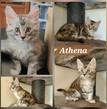 Black Silver Blotched Tortie Tabby