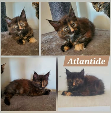 black tortie