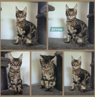 Chaton maine coon brown blotched tabby