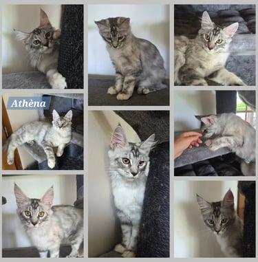 chaton maine coon black silver