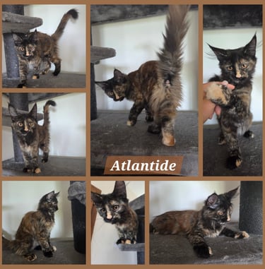 chaton maine coon black tortie