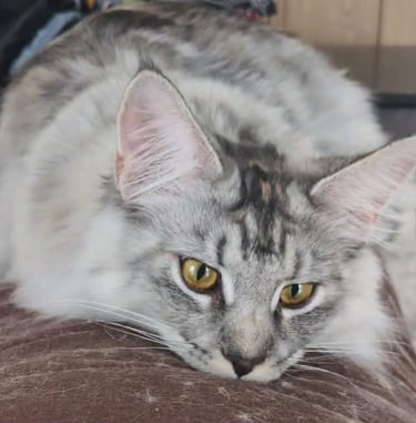 maine coon black silver