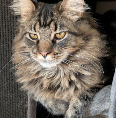 maine coon brown