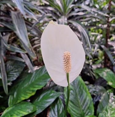 a white Peace Lily flower with a green leafy plants