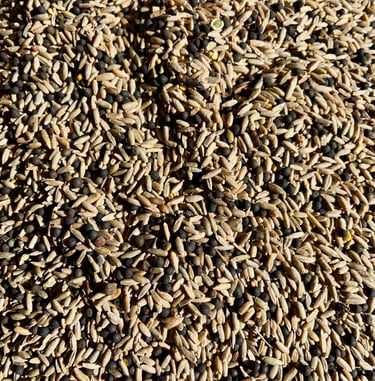 Grains de seigle avant triage. Crédit photo : Terres&Graines
