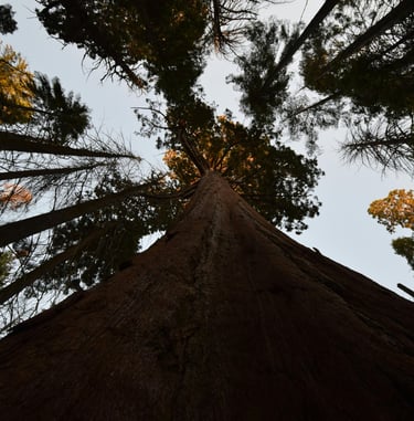Photographie d'un arbre vue de bas en haut illustrant les ascendants