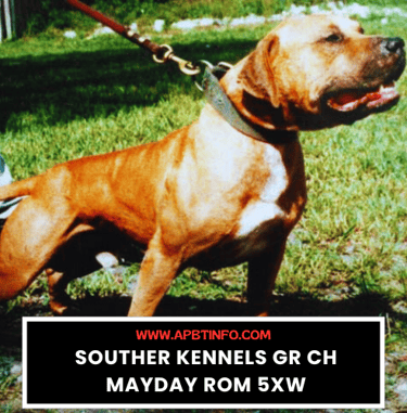 southern kennel gr ch mayday rom 5xw apbt gamedog