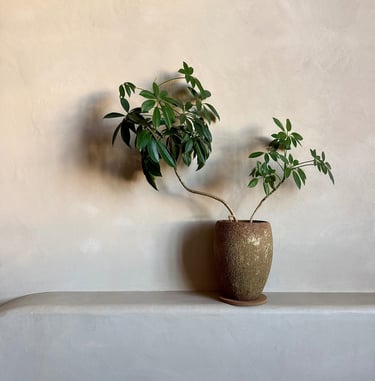 A green Schefflera houseplant in a textured ceramic pot against a beige plaster wall.
